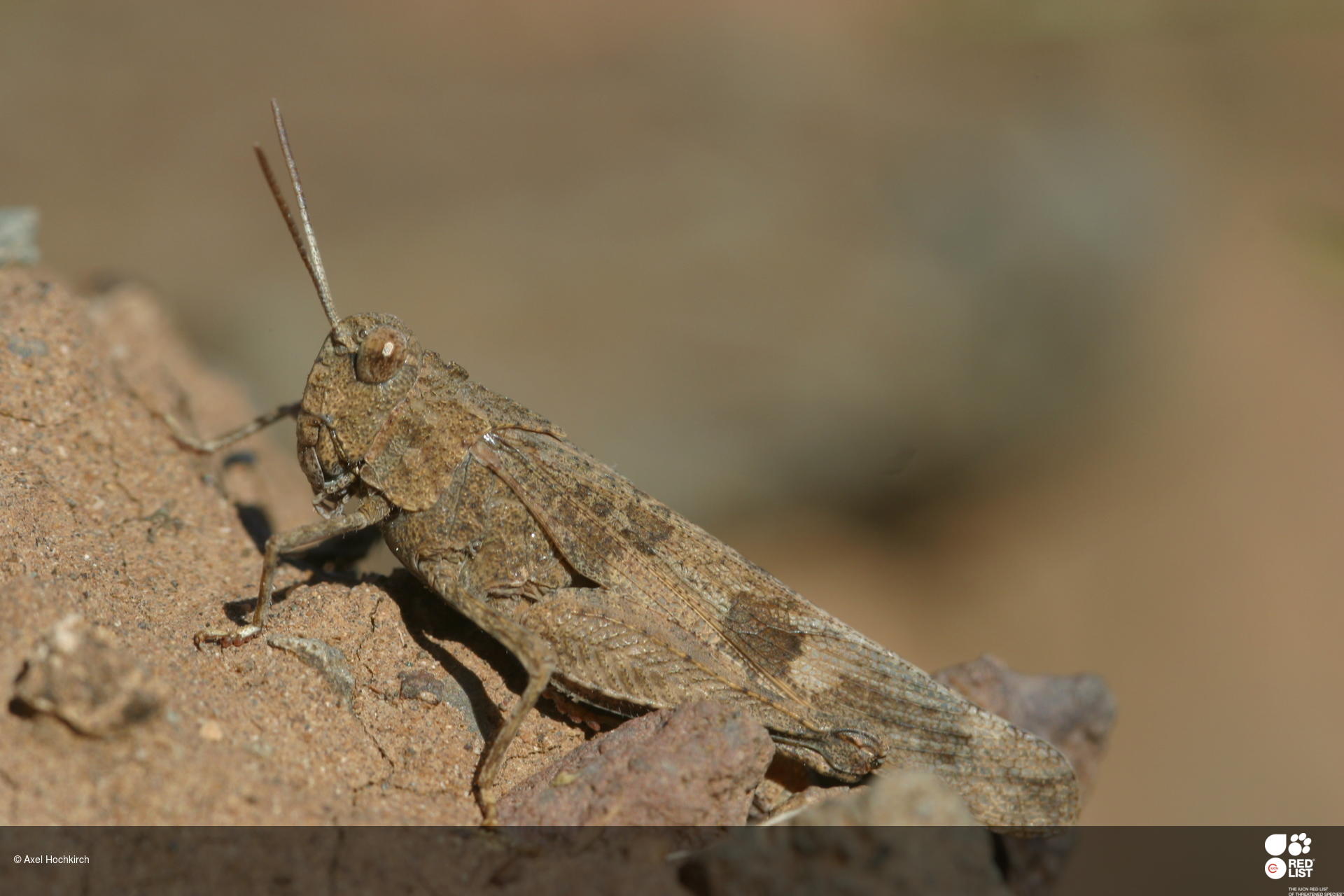 Oedipoda canariensis