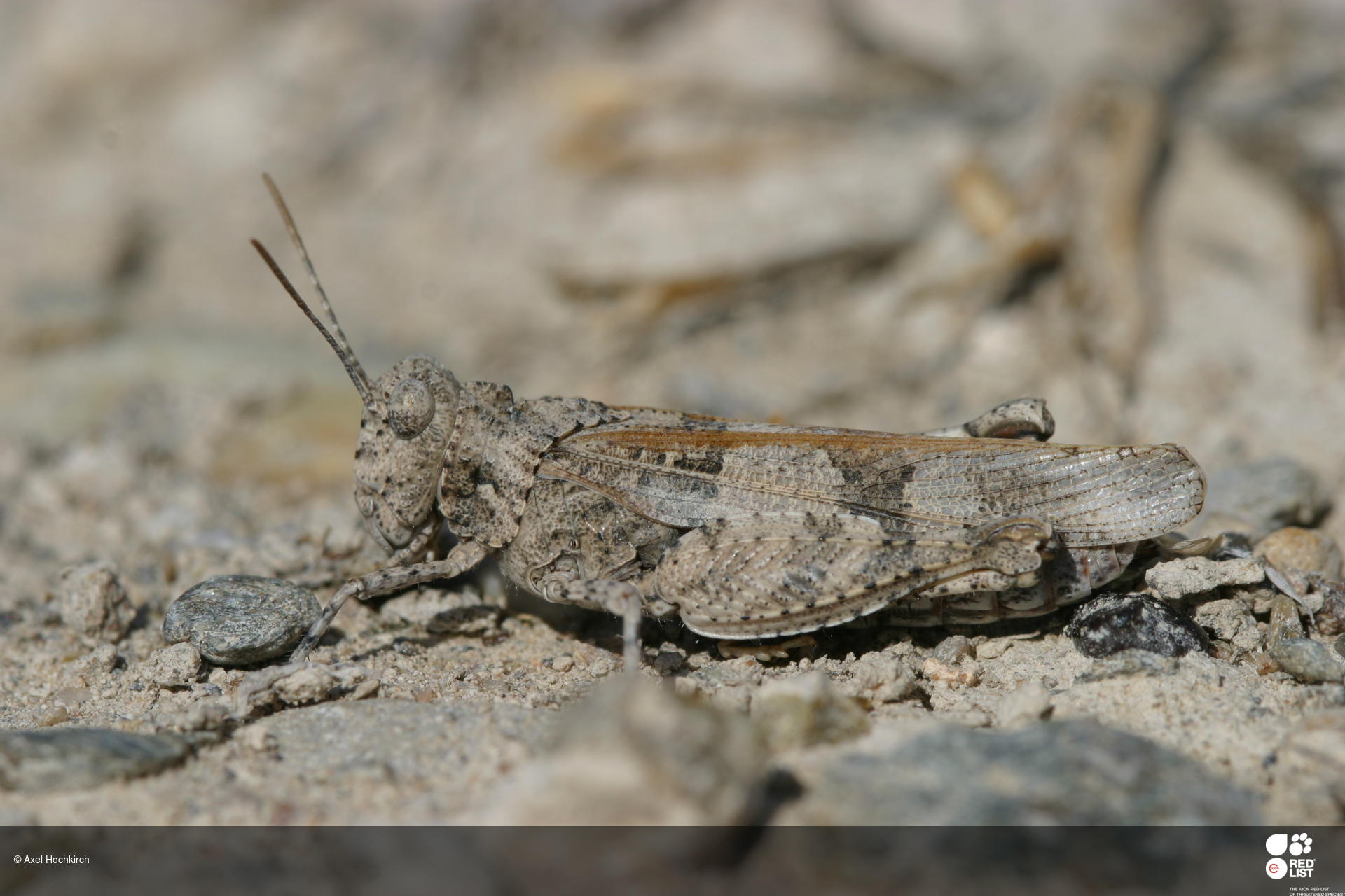 Oedipoda charpentieri