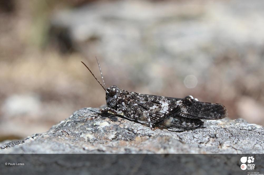 Oedipoda coerulea