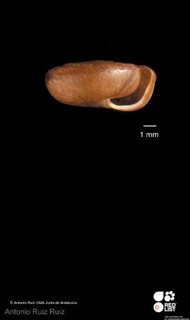 Oestophora ebria