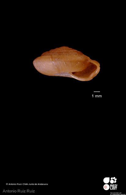 Oestophora mariae