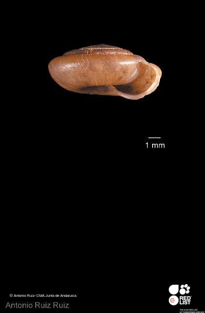 Oestophora ortizi