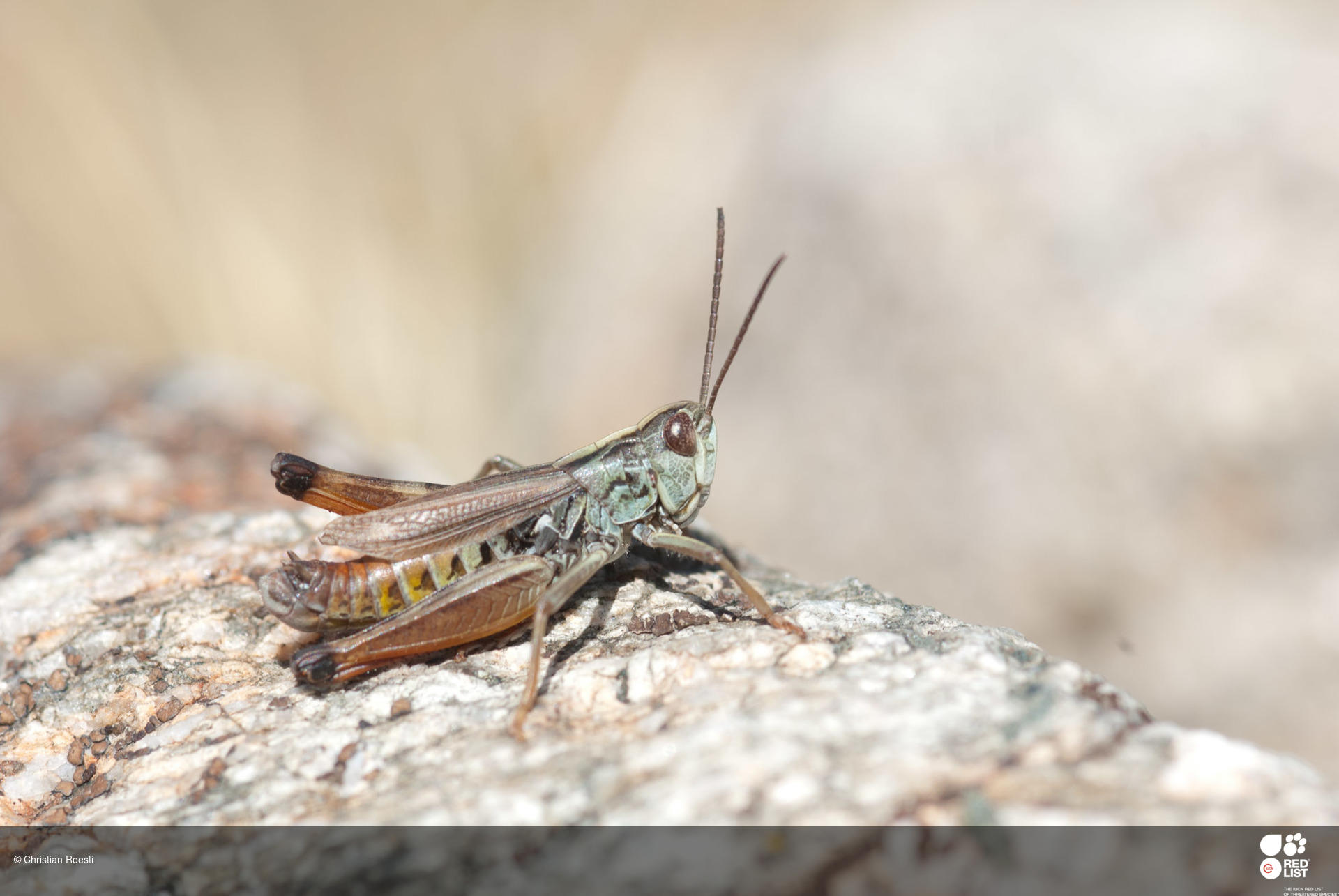 Omocestus antigai