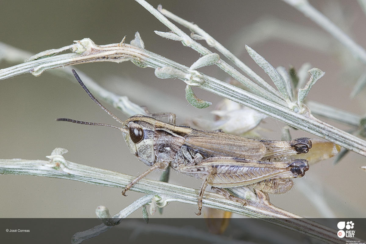 Omocestus bolivari