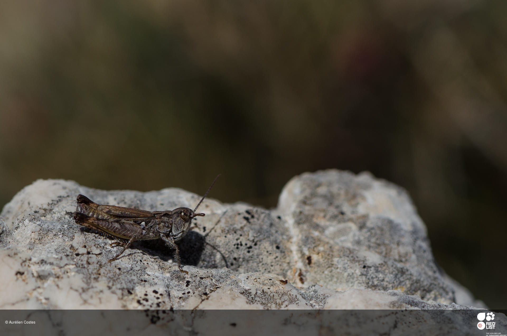 Omocestus minutissimus