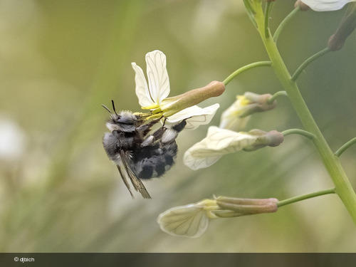 Anthophora alluaudi