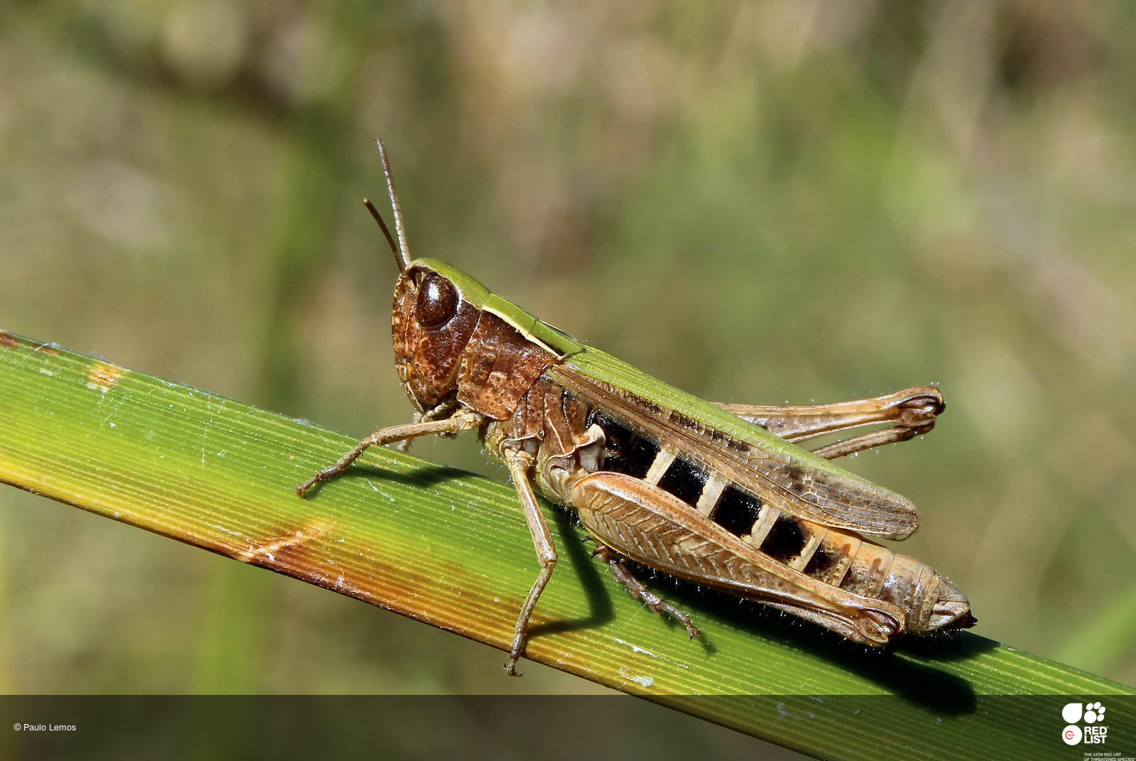 Omocestus panteli