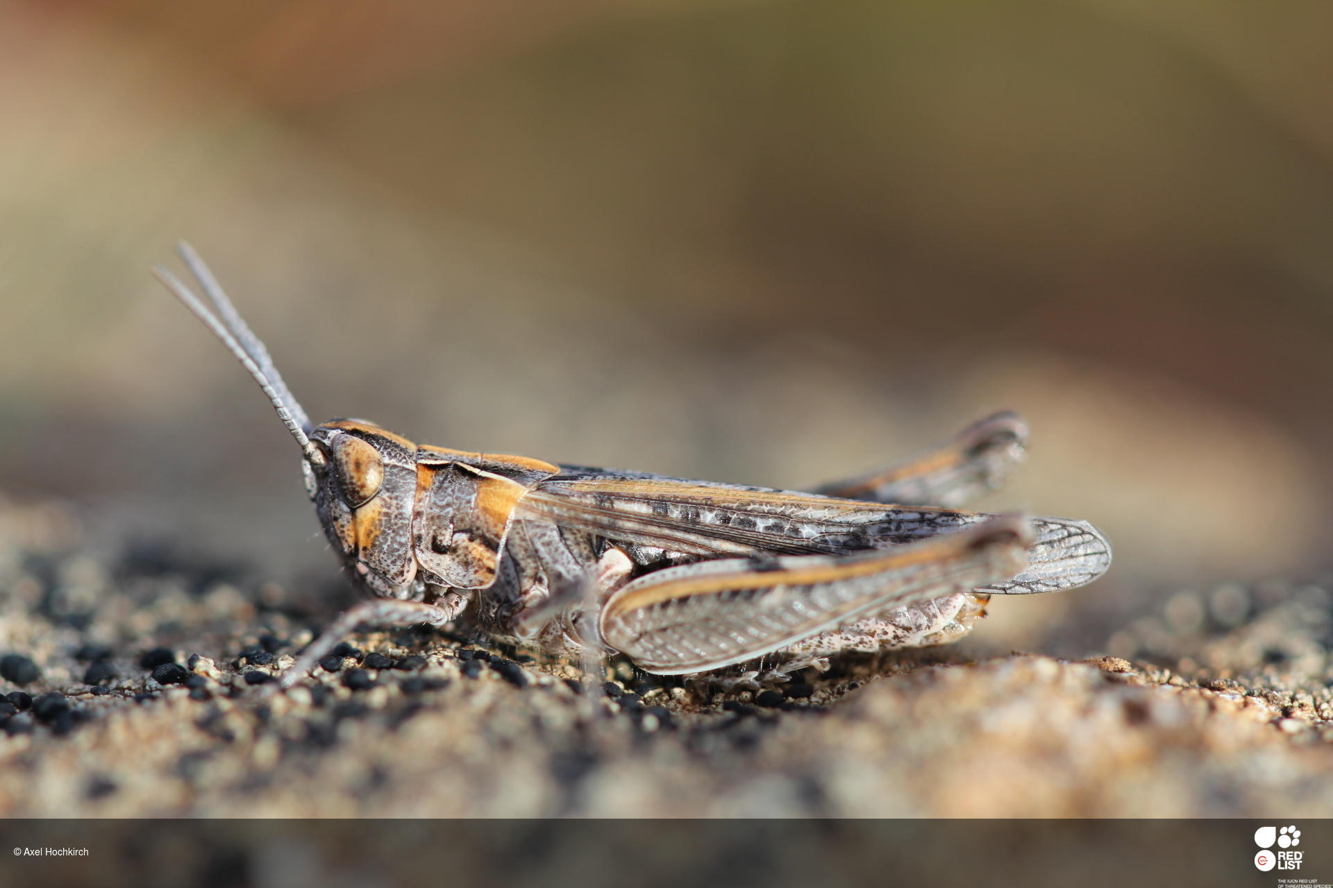 Omocestus simonyi