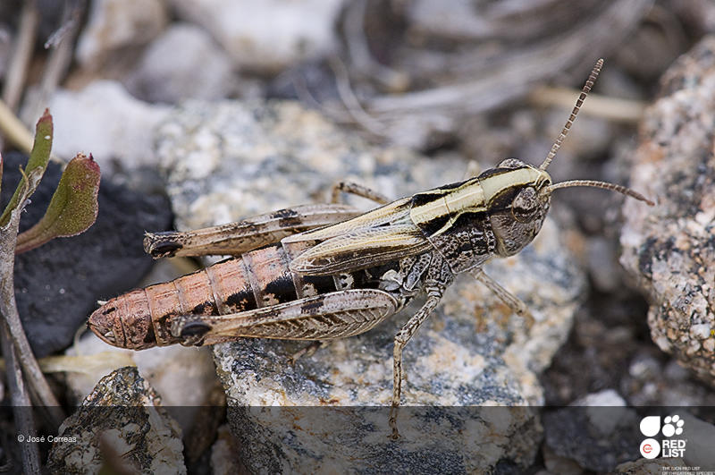 Omocestus uhagonii