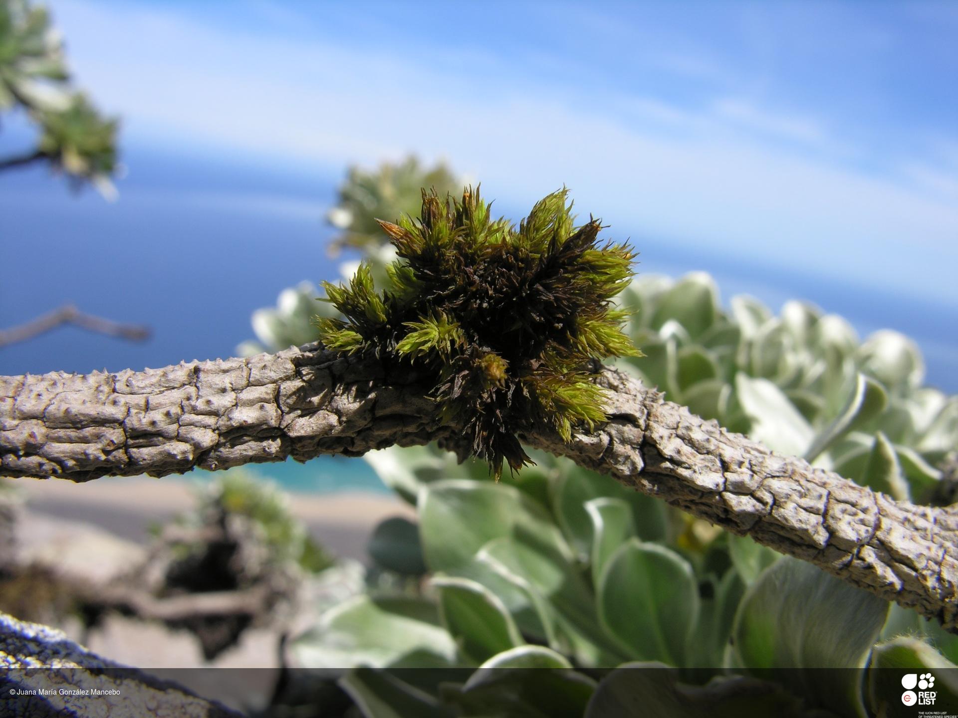 Orthotrichum handiense