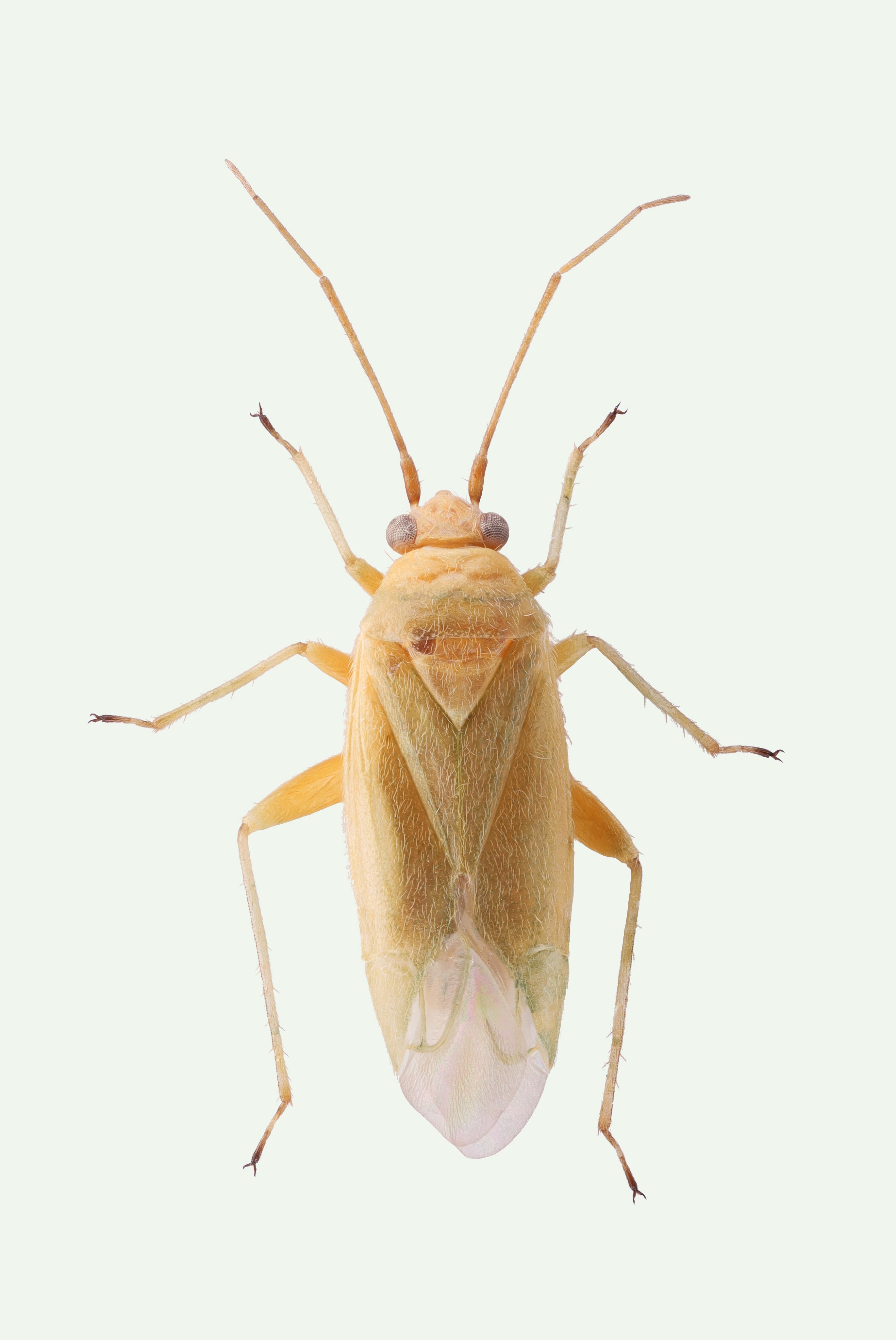 Orthotylus siuranus