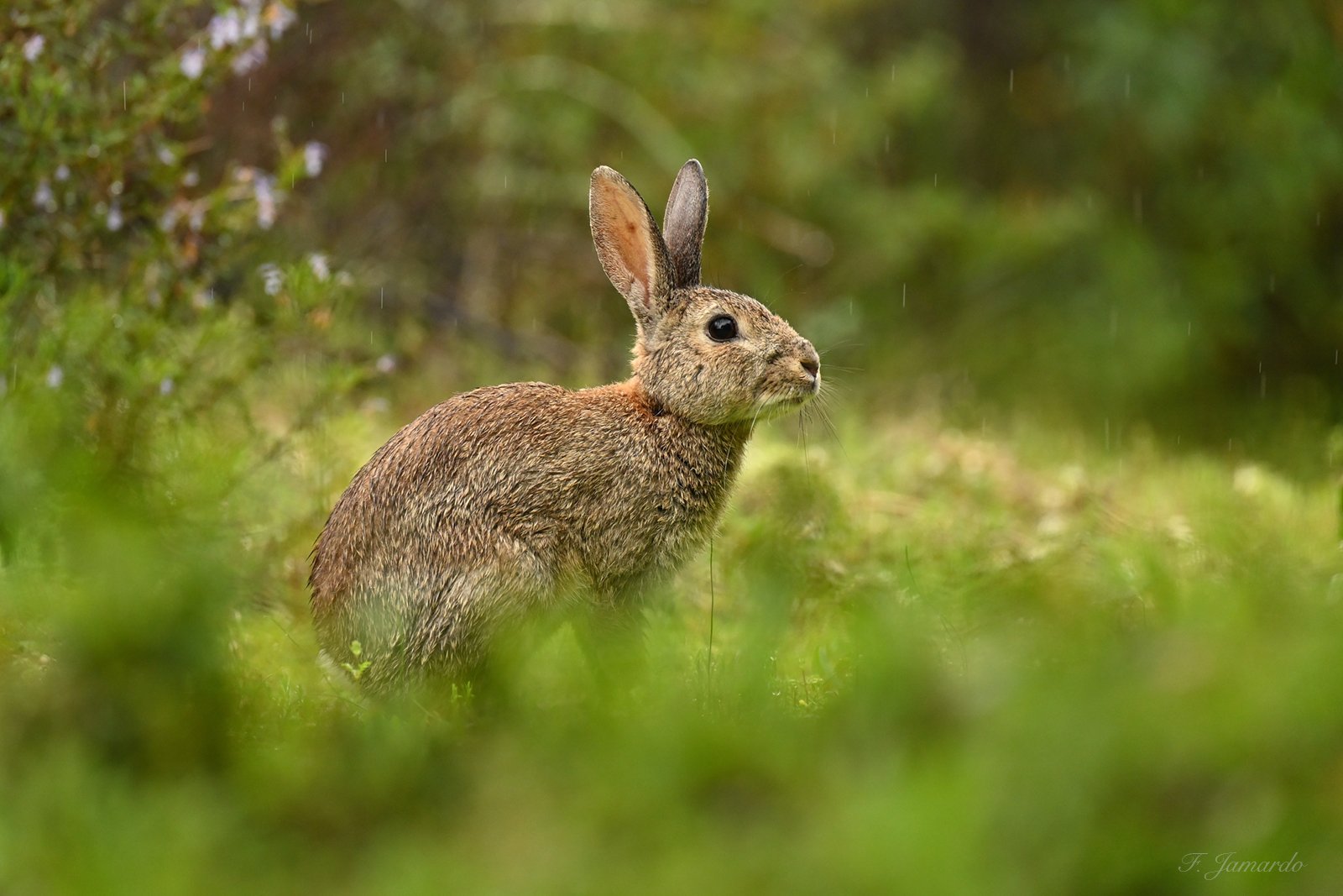 Oryctolagus cuniculus