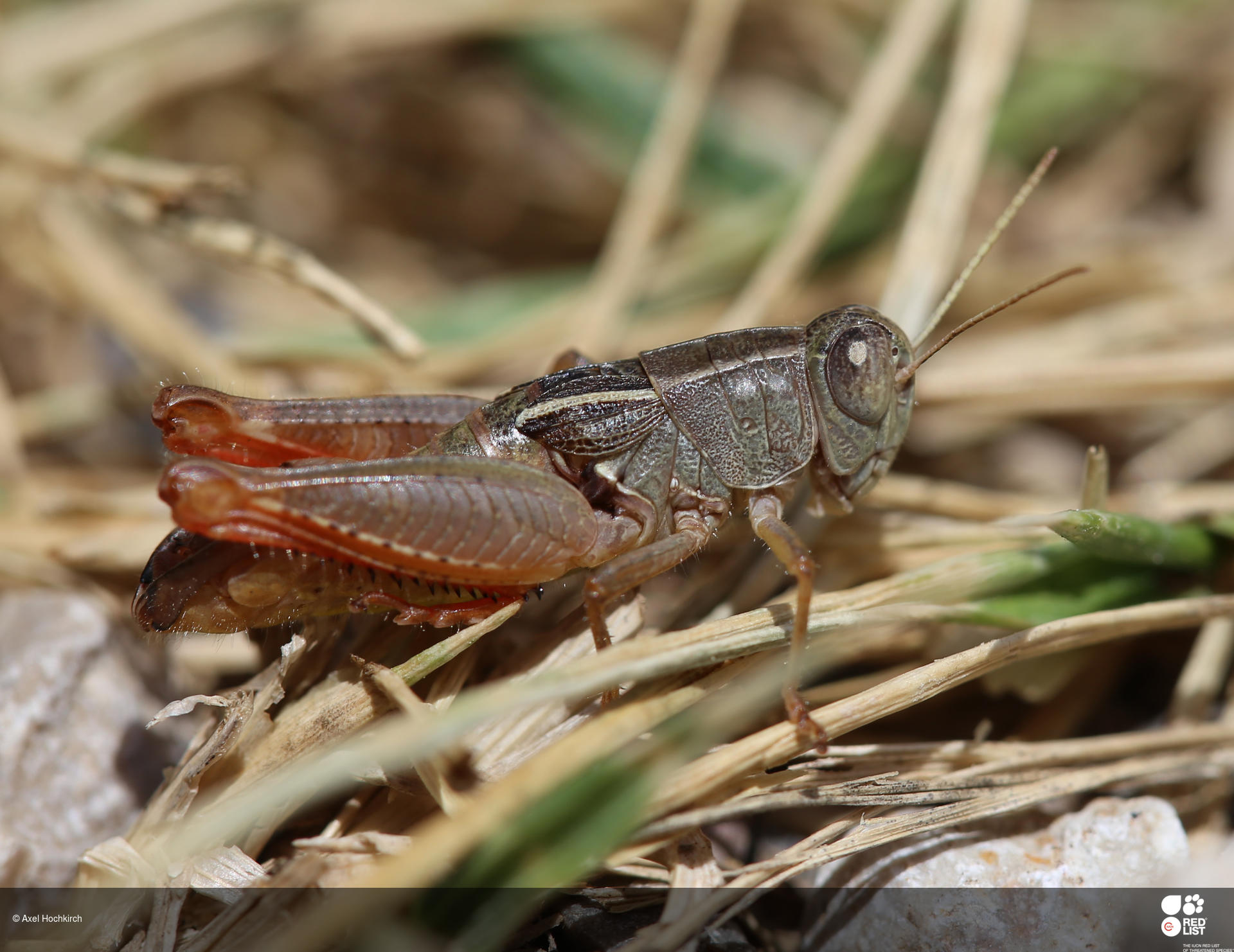Paracaloptenus bolivari