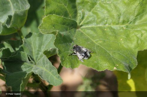 Anthophora balearica