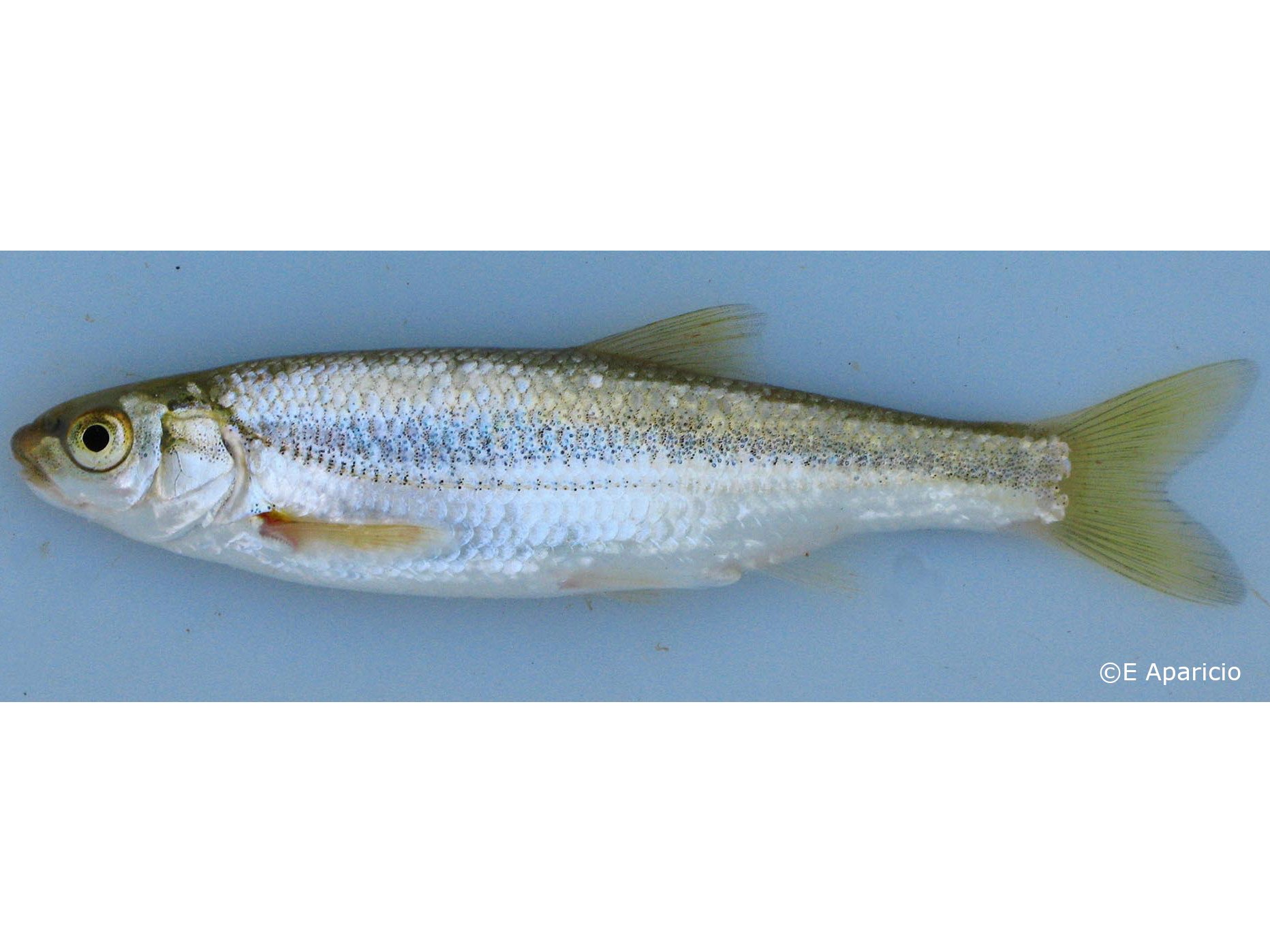 Parachondrostoma arrigonis