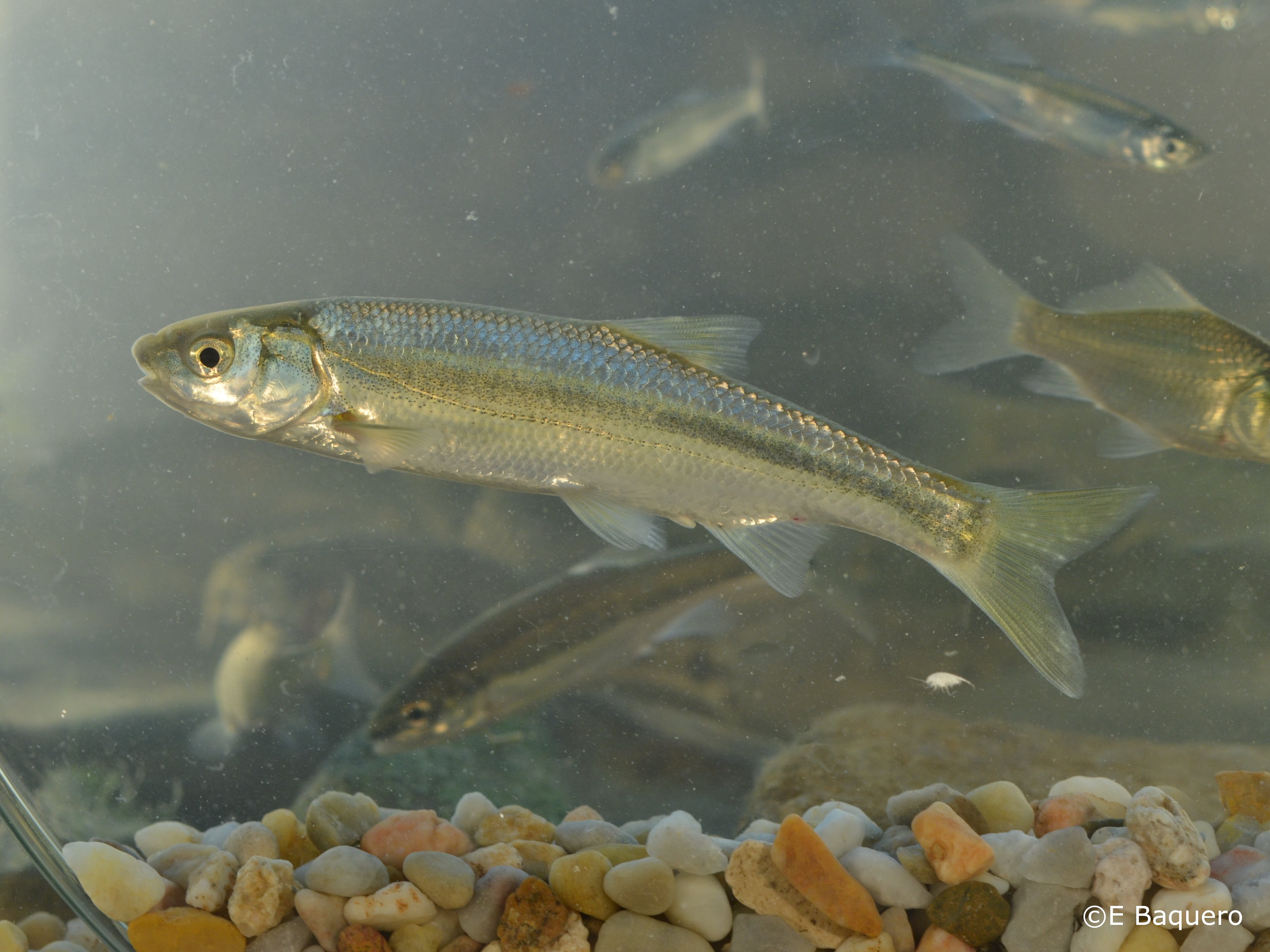 Parachondrostoma miegii