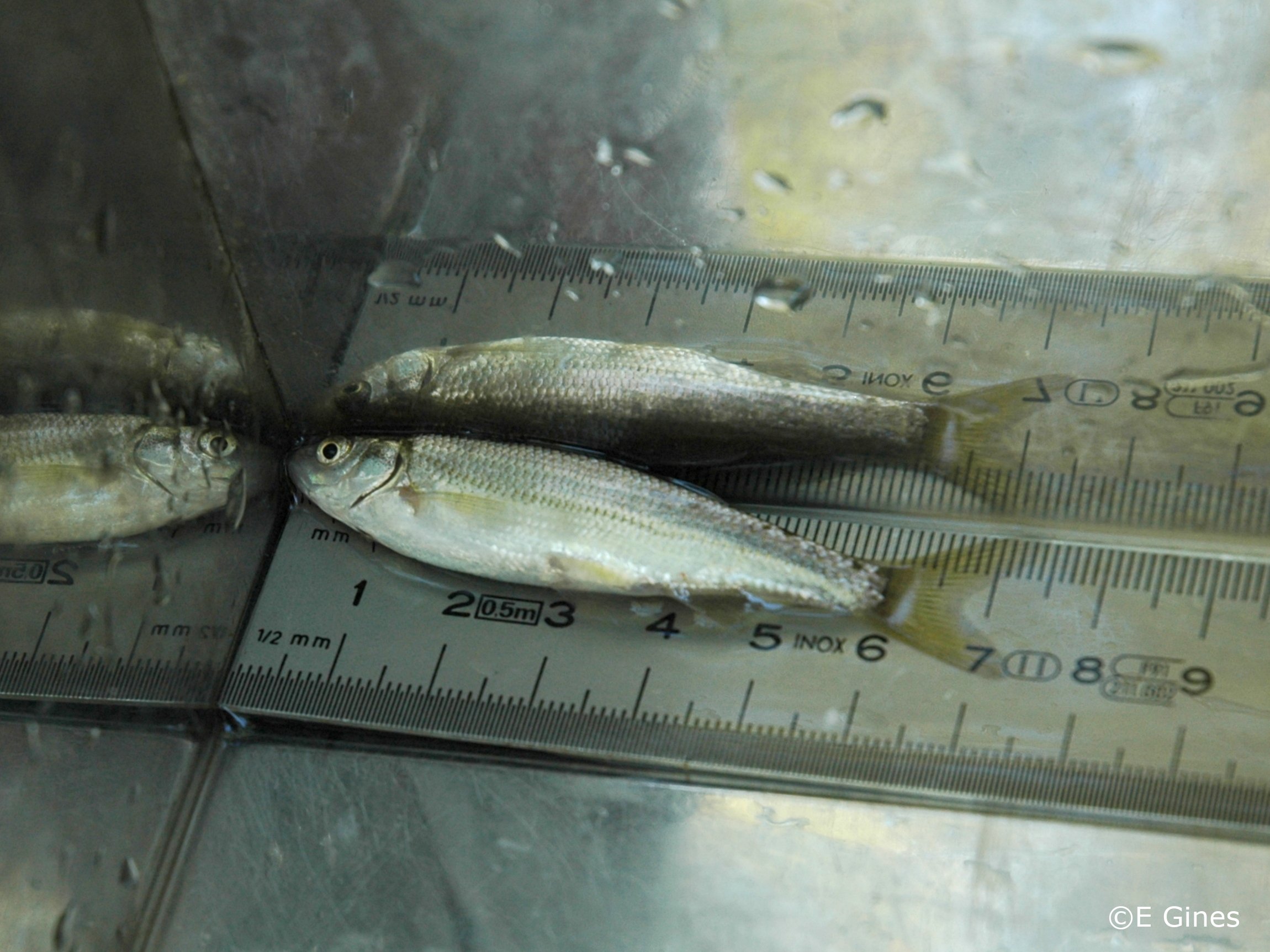 Parachondrostoma turiense