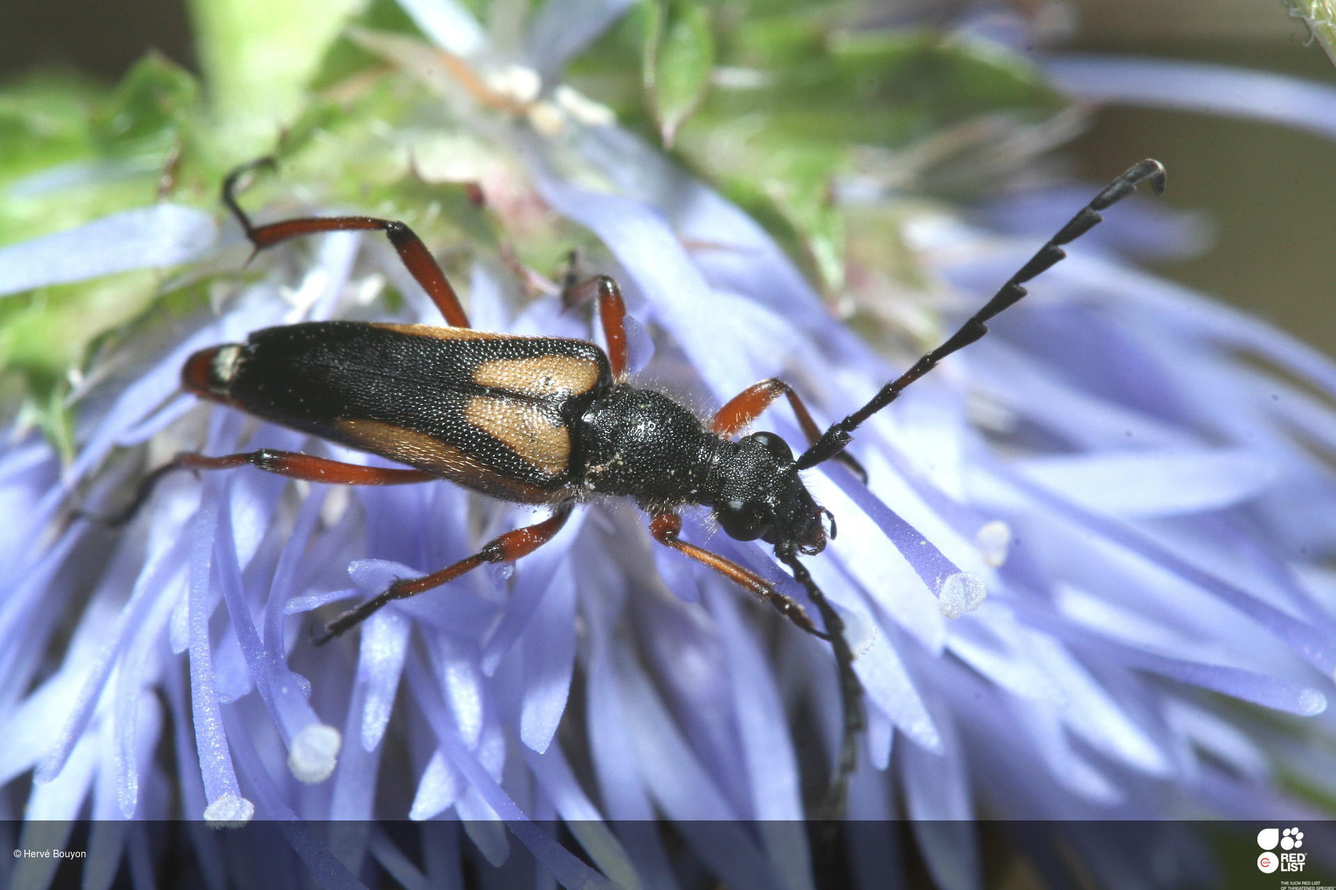 Paracorymbia stragulata
