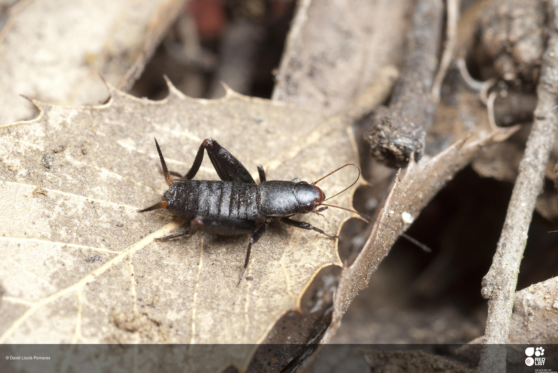 Paramogoplistes dentatus