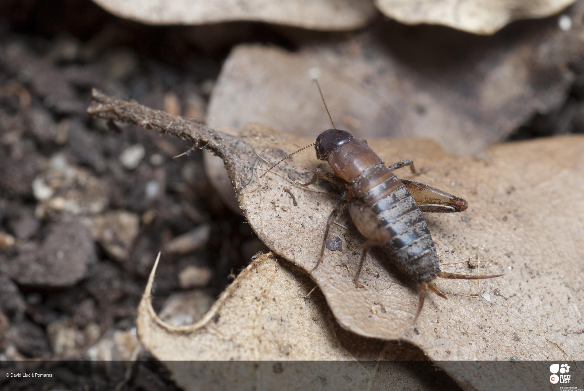 Paramogoplistes ortini