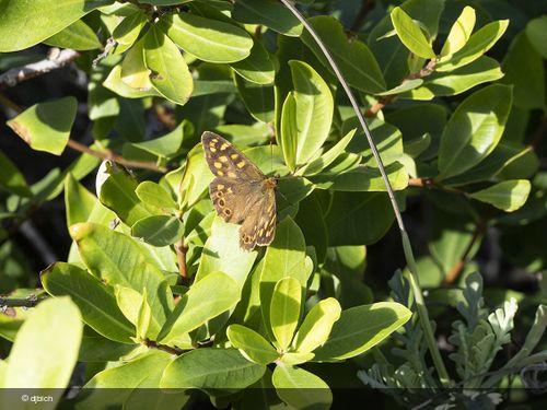 Pararge xiphioides