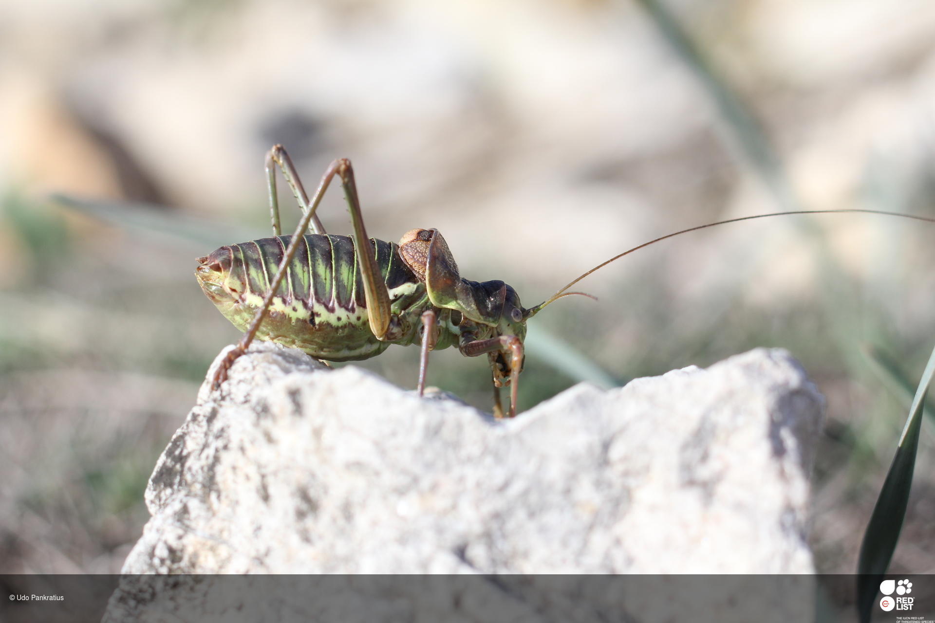 Parasteropleurus balearicus