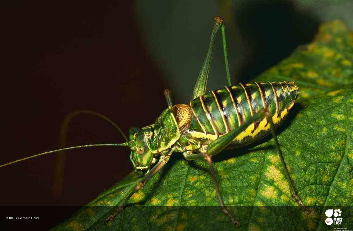 Parasteropleurus martorellii