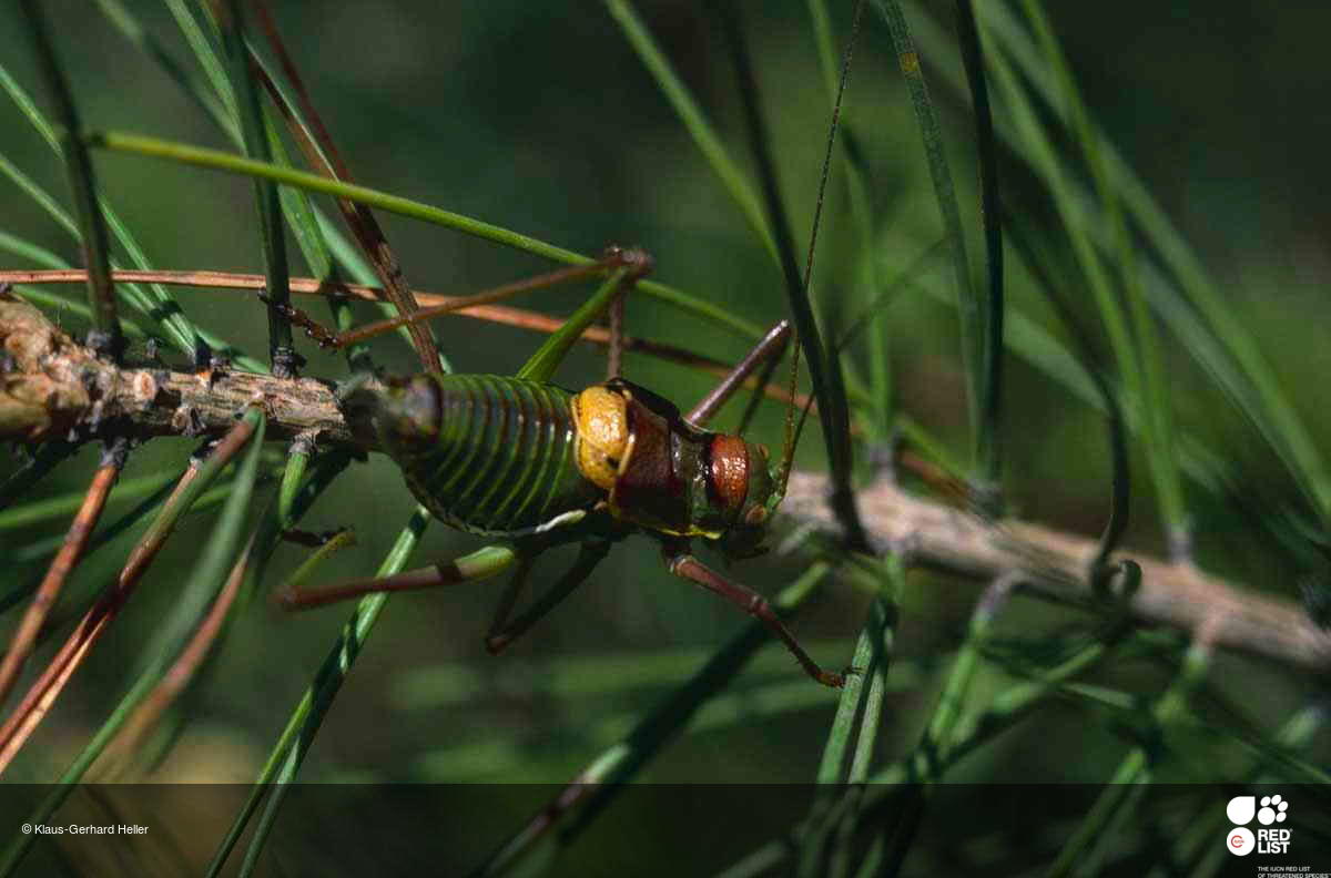 Parasteropleurus perezii