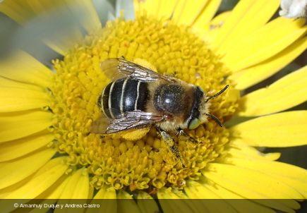 Anthophora lanzarotensis