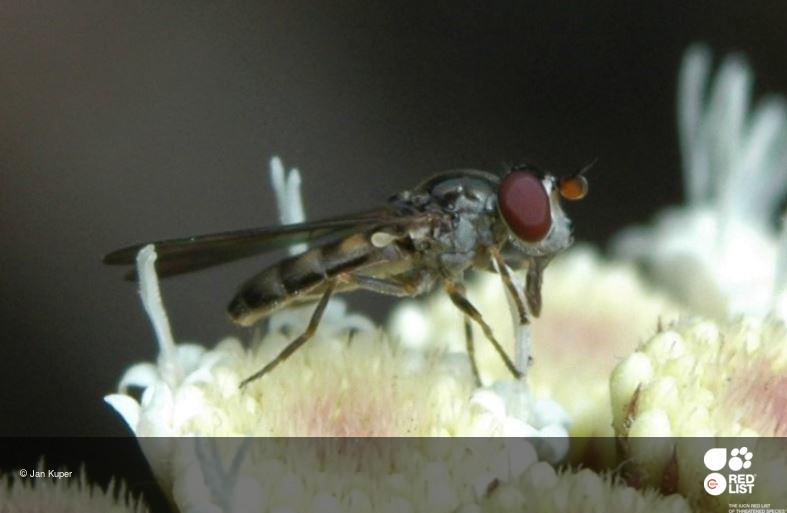 Pelecocera nigricornis
