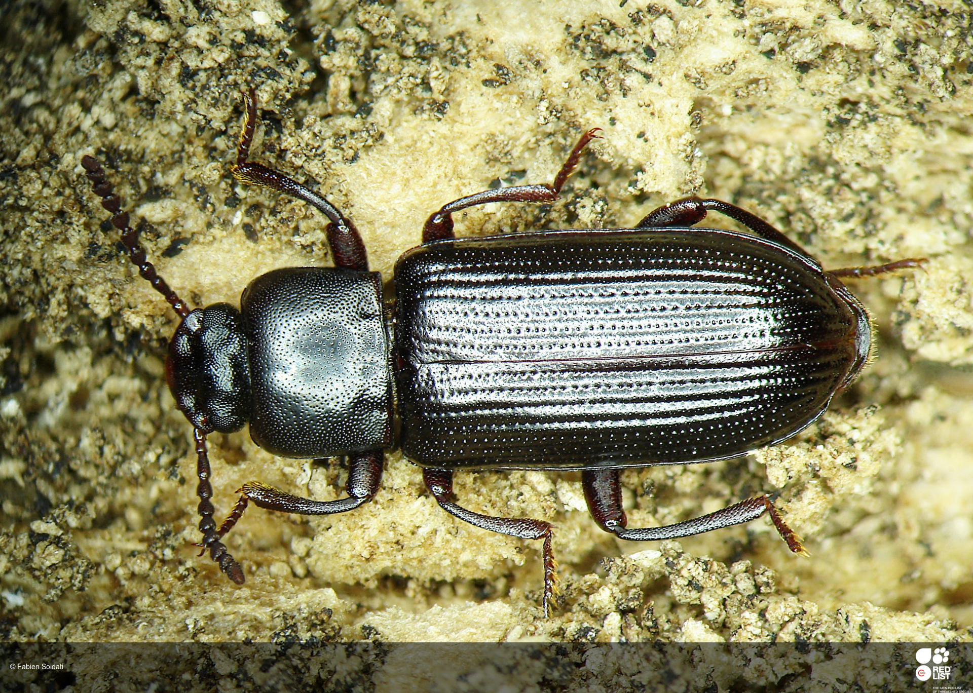 Pelleas crotchii
