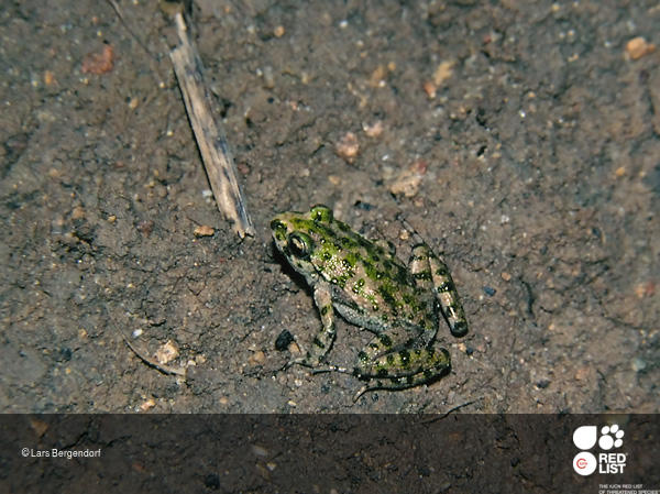 Pelodytes ibericus