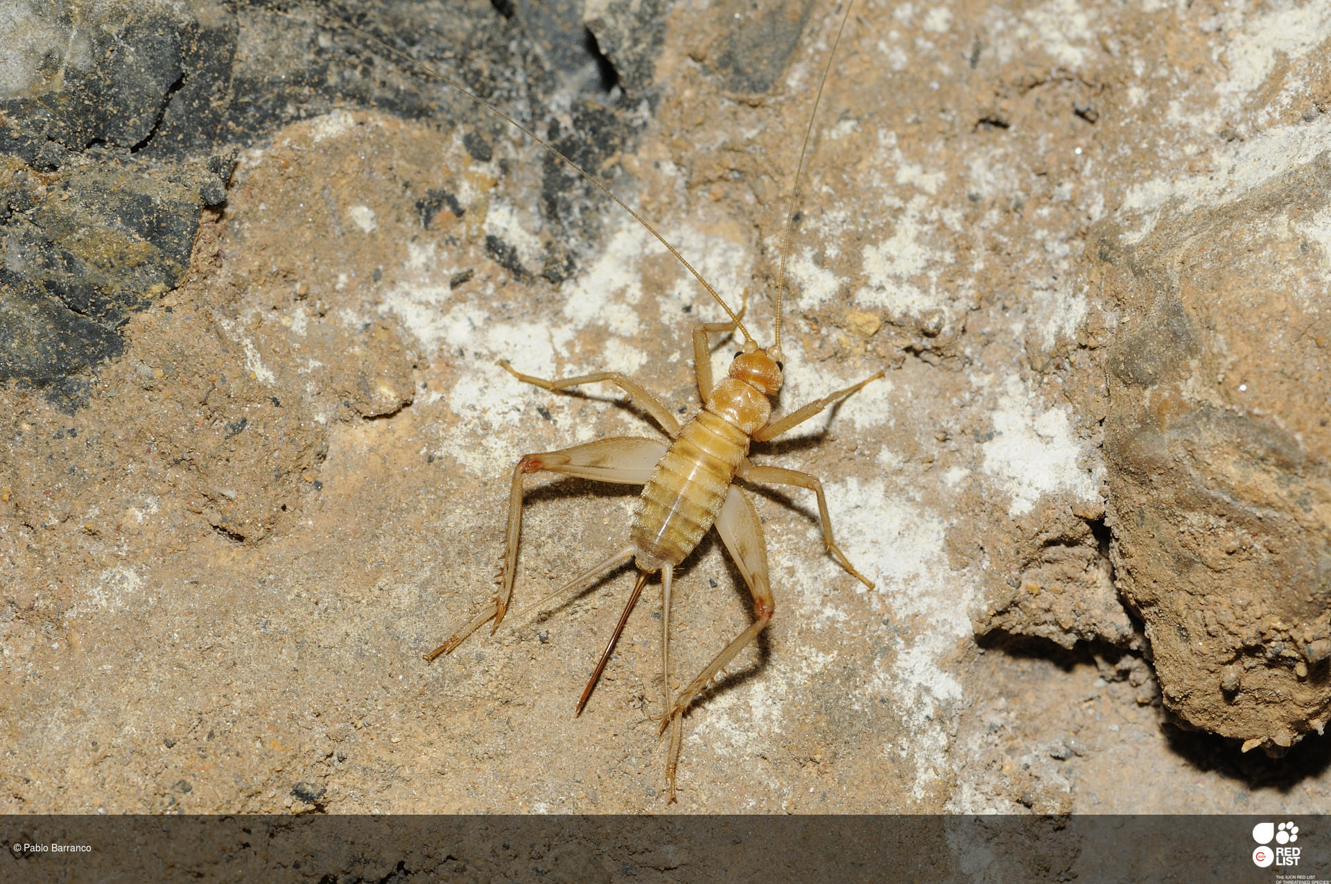 Petaloptila barrancoi