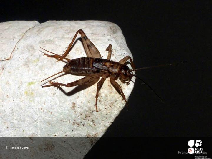Petaloptila fermini