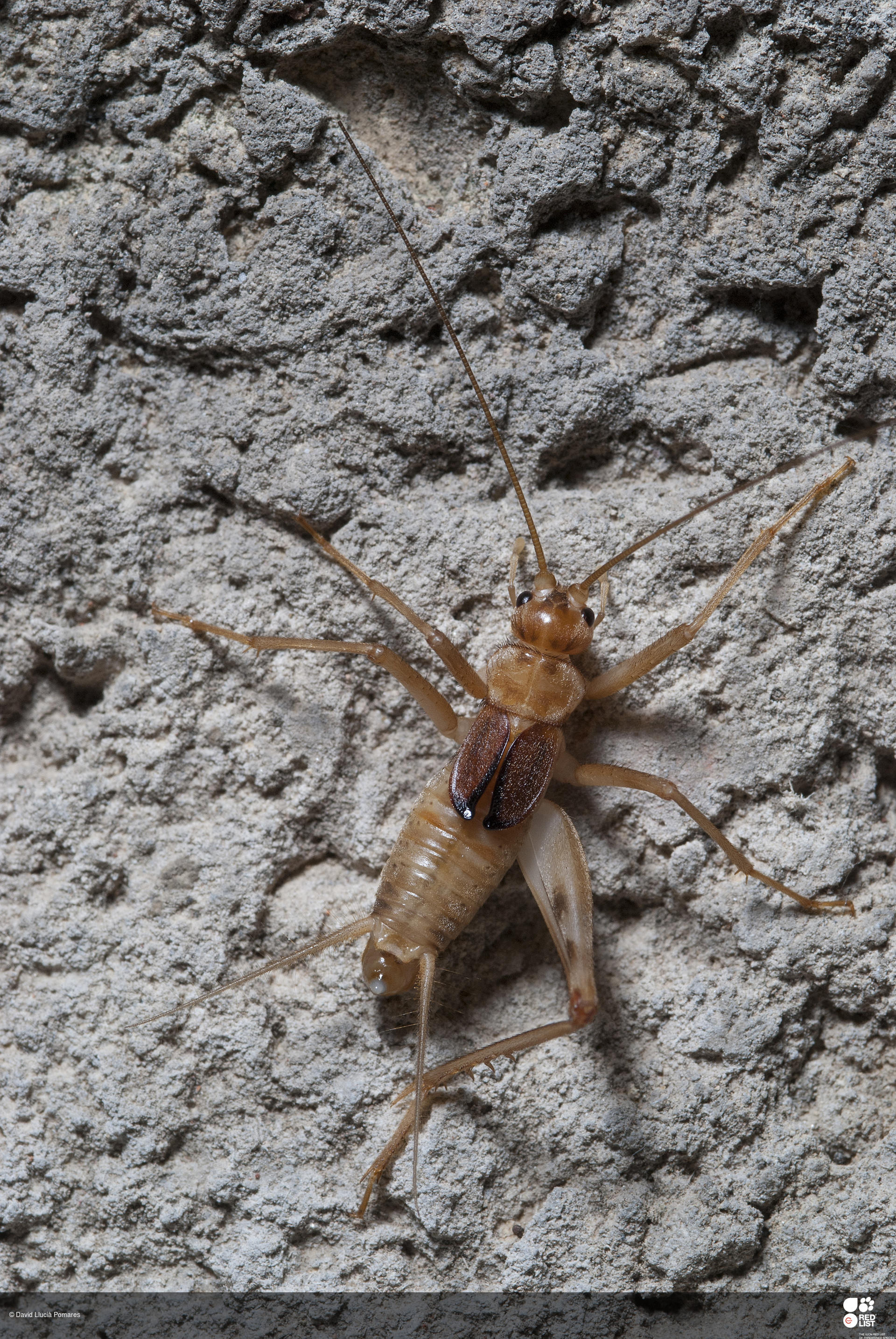 Petaloptila malacitana