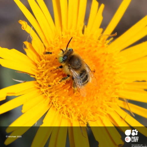 Anthophora lieftincki