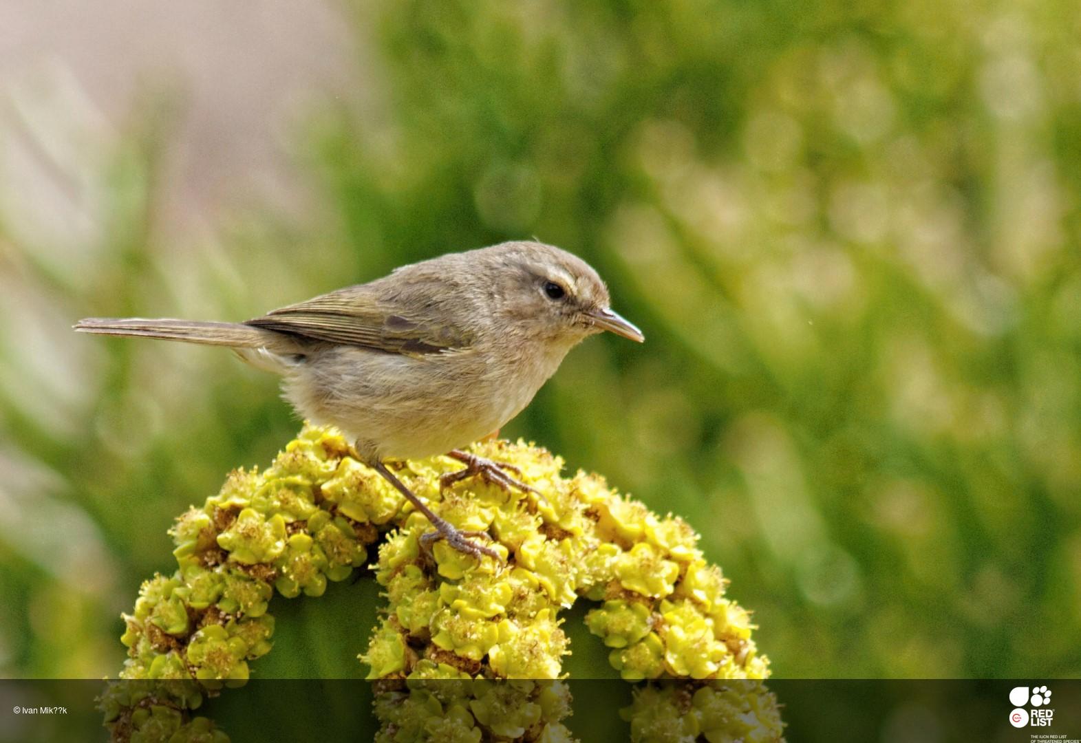 Phylloscopus canariensis
