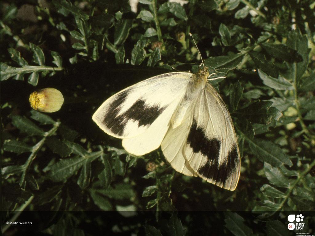 Pieris cheiranthi