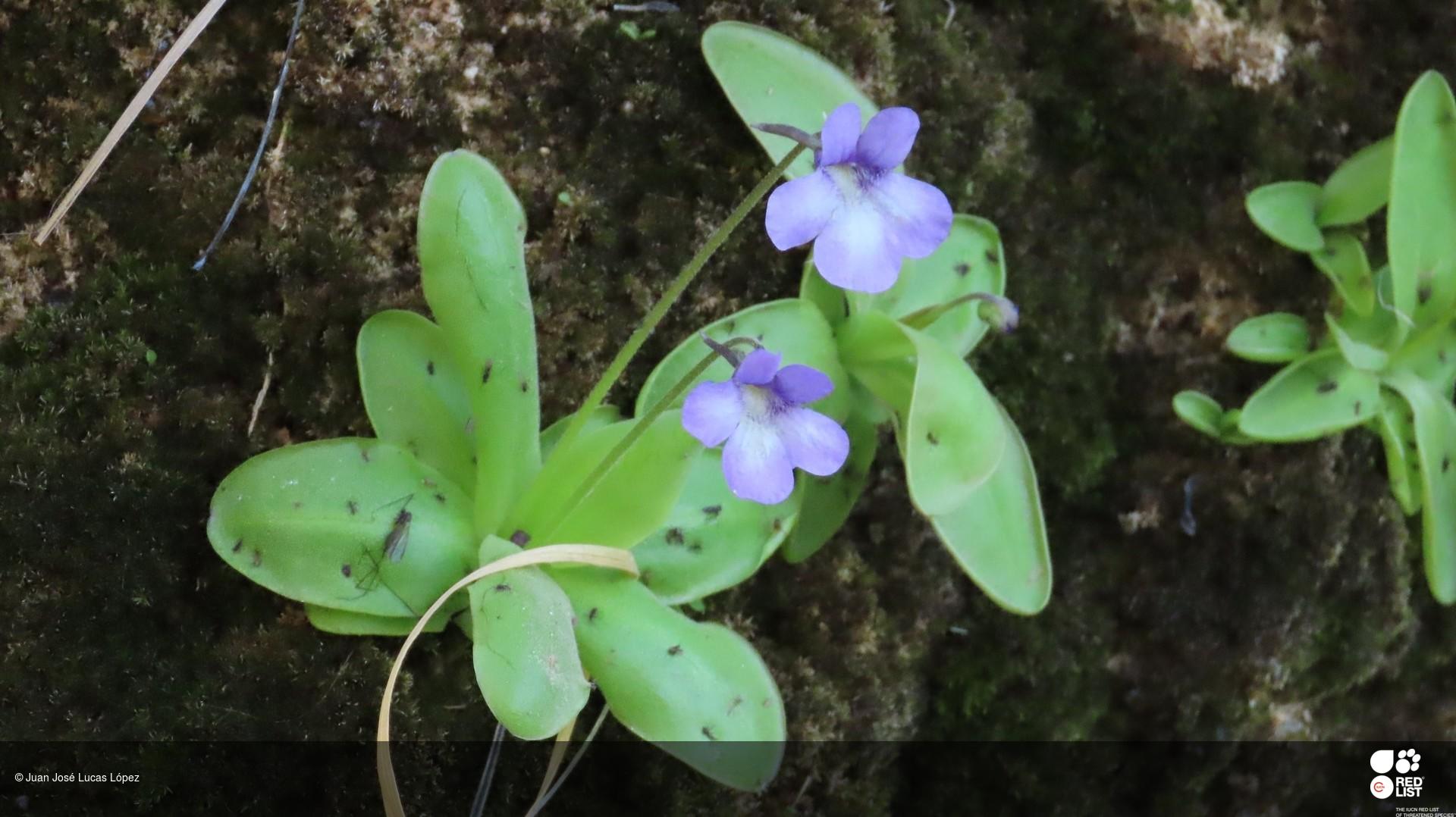 Pinguicula mundi