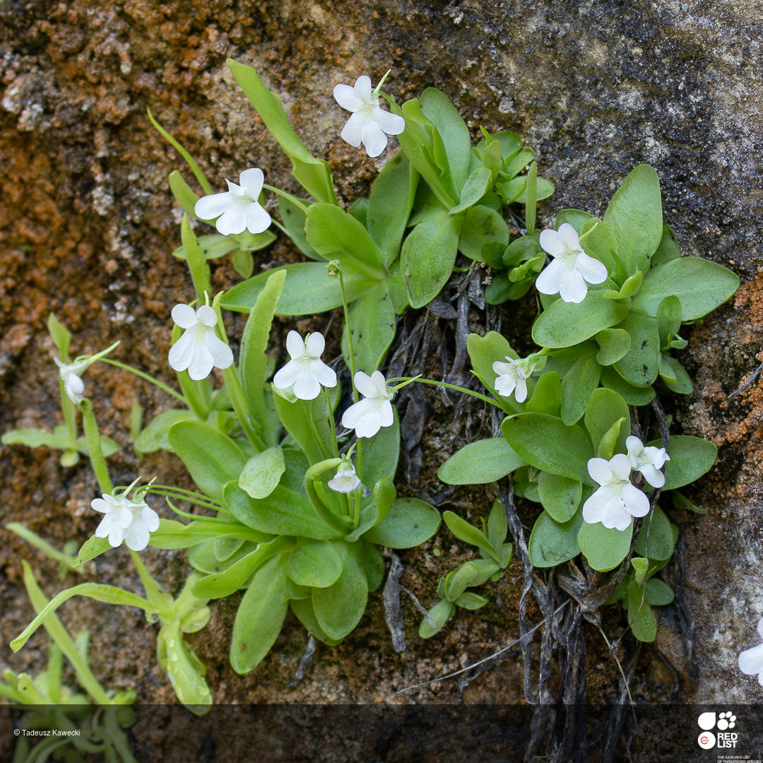Pinguicula vallisneriifolia