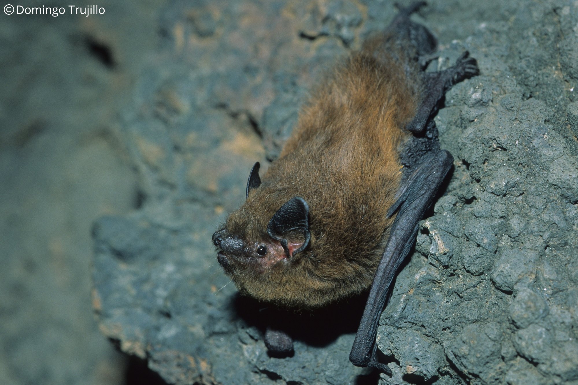 Pipistrellus maderensis