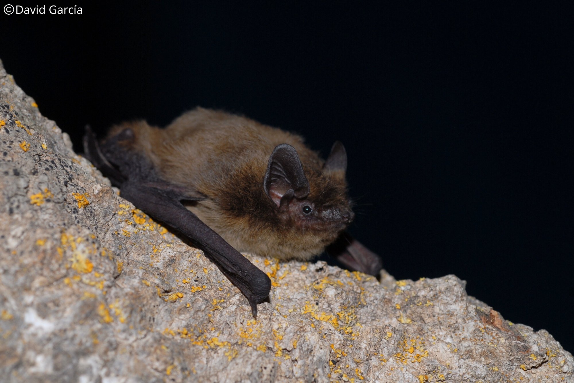 Pipistrellus nathusii