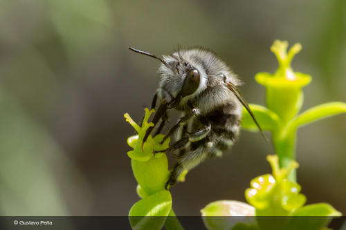 Anthophora orotavae