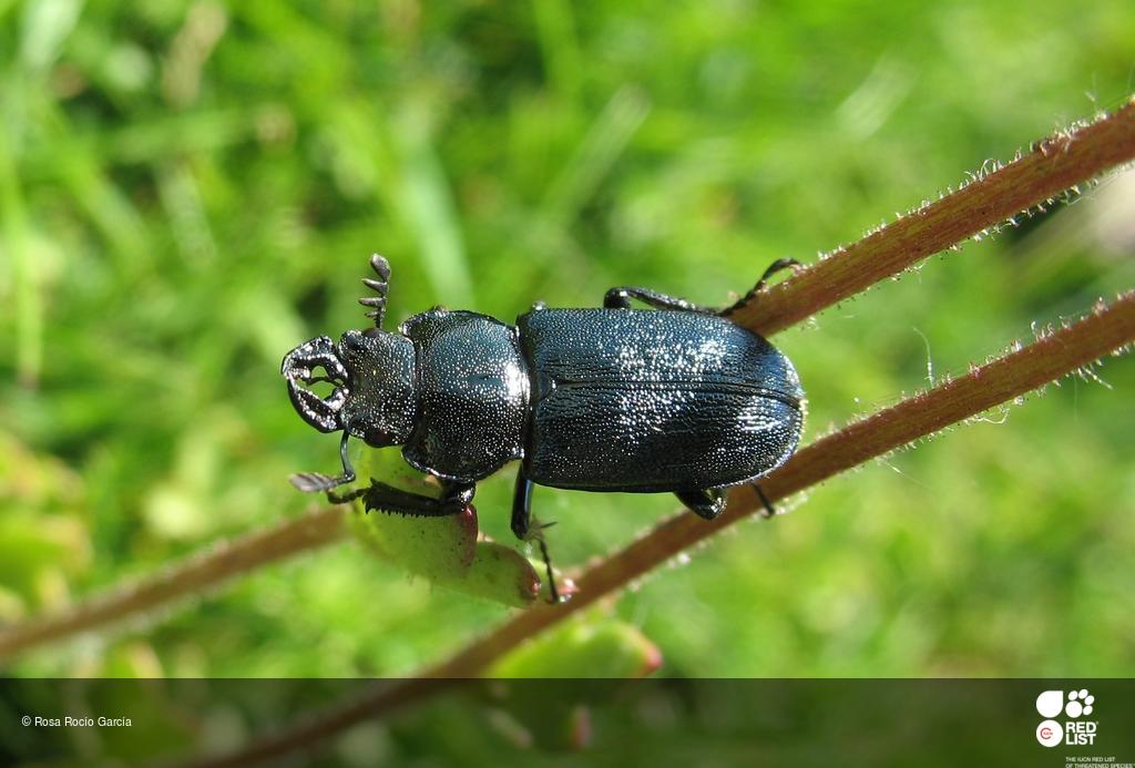 Platycerus spinifer