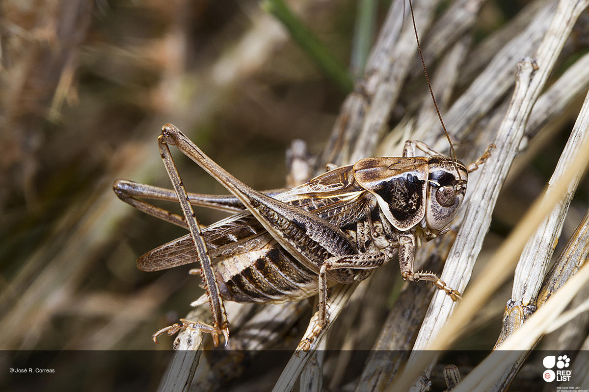 Platycleis iberica