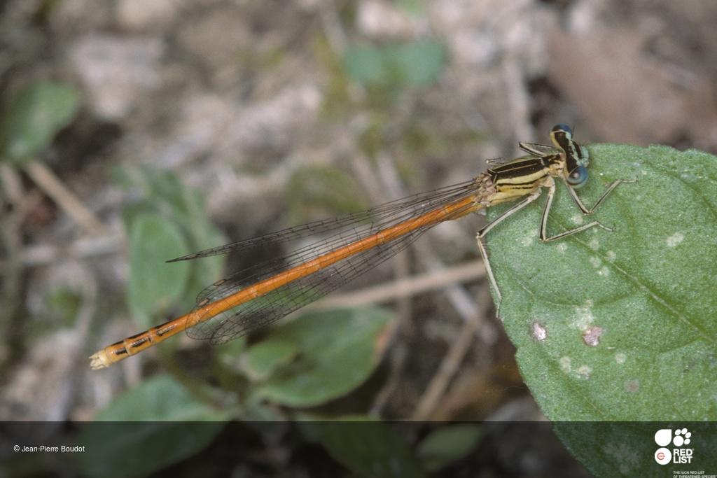 Platycnemis acutipennis