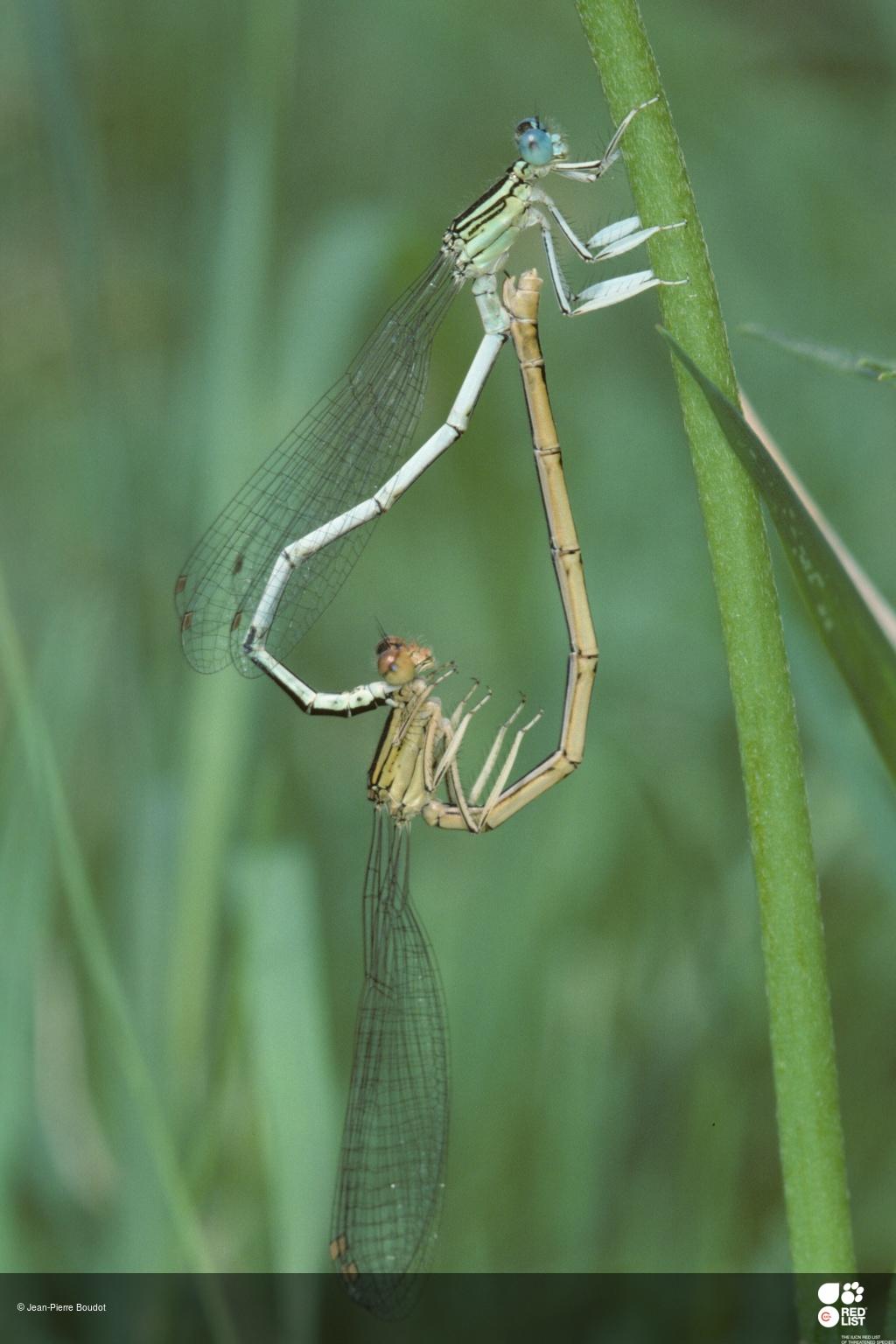 Platycnemis latipes