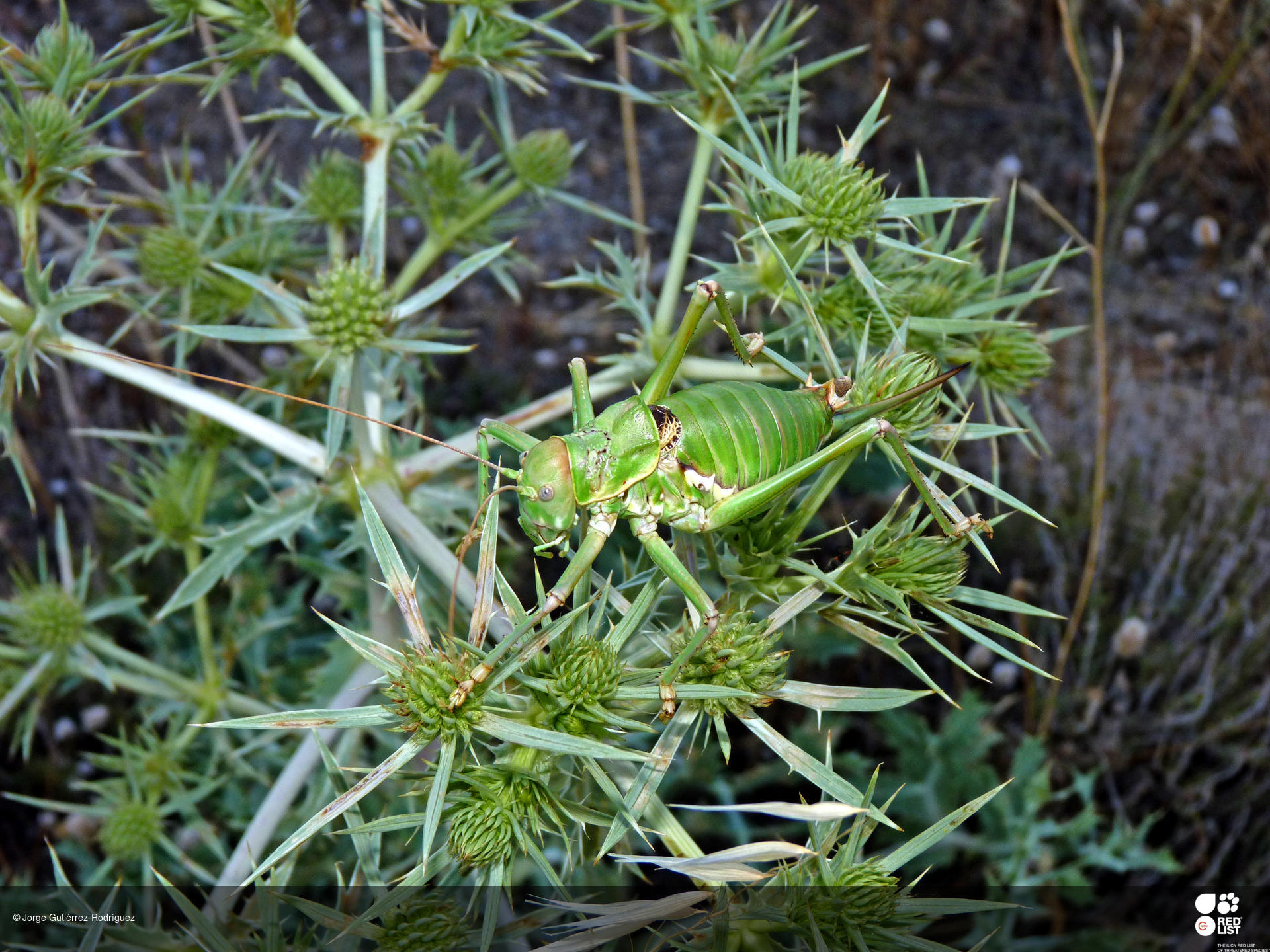 Platystolus martinezii