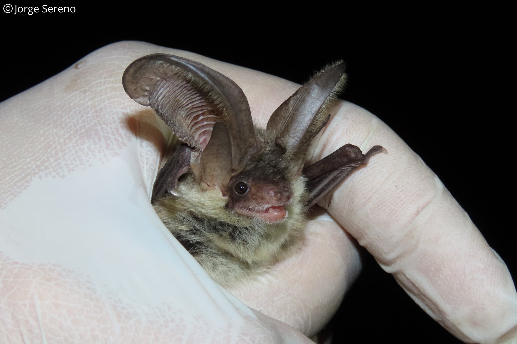 Plecotus austriacus