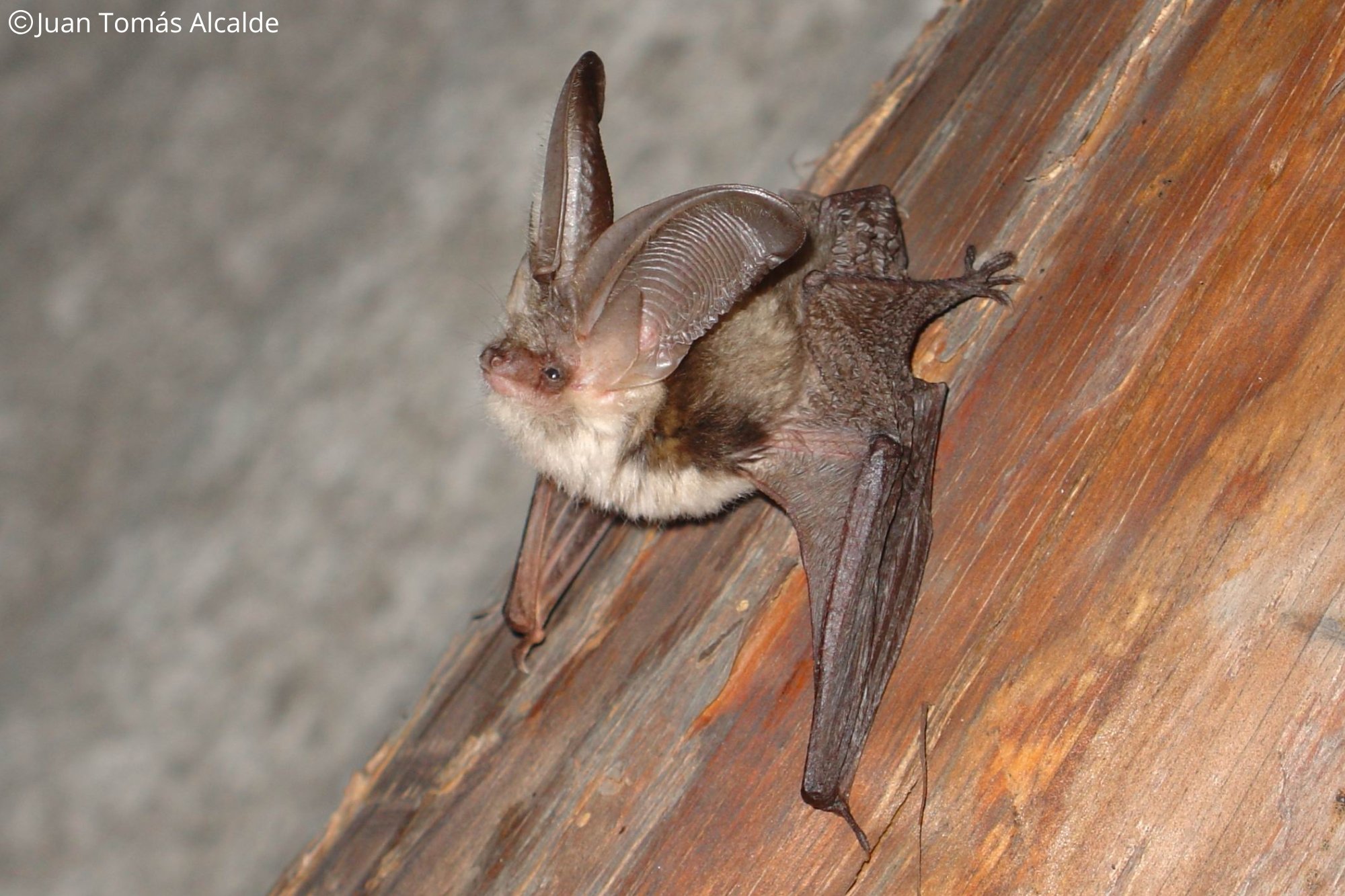 Plecotus macrobullaris